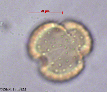 ISEM 1/Lasiocephalus_cuencanus_29044/Lasiocephalus_cuencanus_29044_0001(copy)_thumb.jpg
